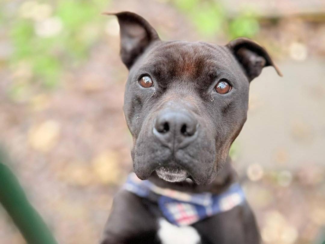 Adozione cane, maschio, Pitbull Razza sconosciuta, 5 anni e 2 mesi, taglia media, Bergamo