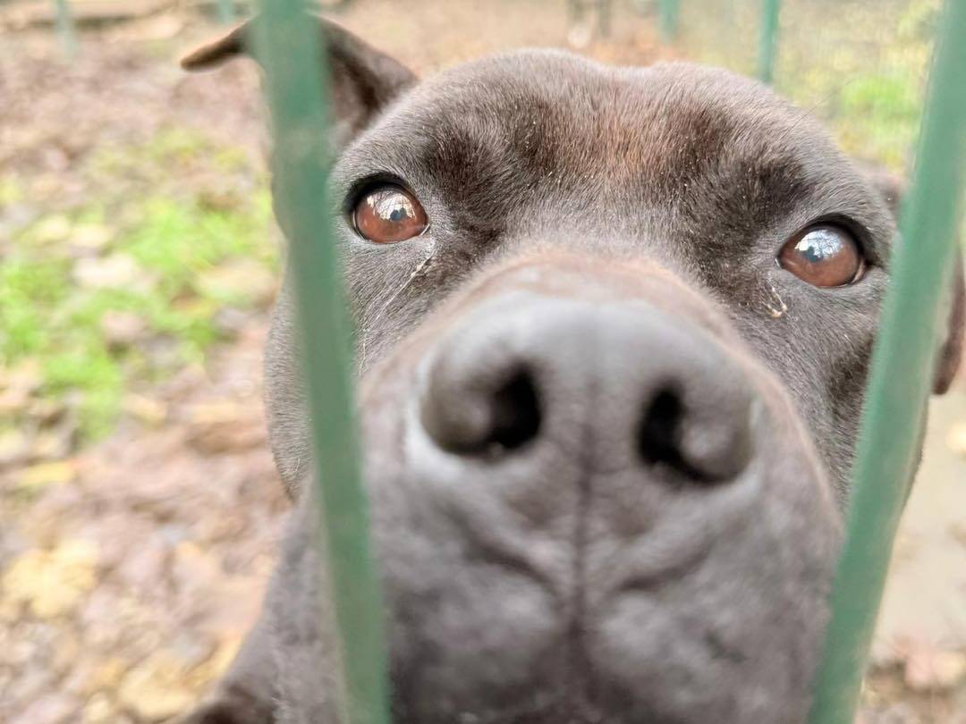 Adotta un cane, maschio, 5 anni e 2 mesi, Bergamo