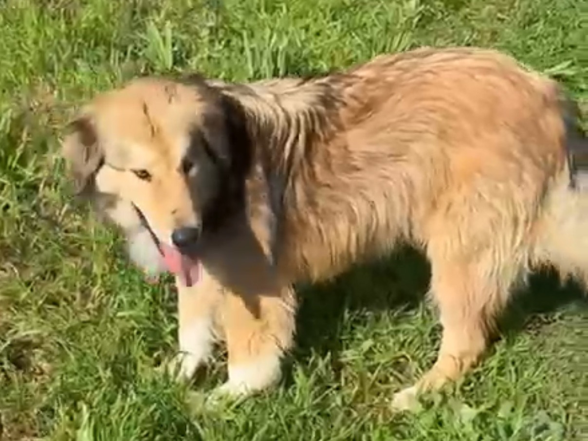 Adozione cane, maschio, Razza sconosciuta Razza sconosciuta, 4 anni e 1 mese, taglia media, Latina