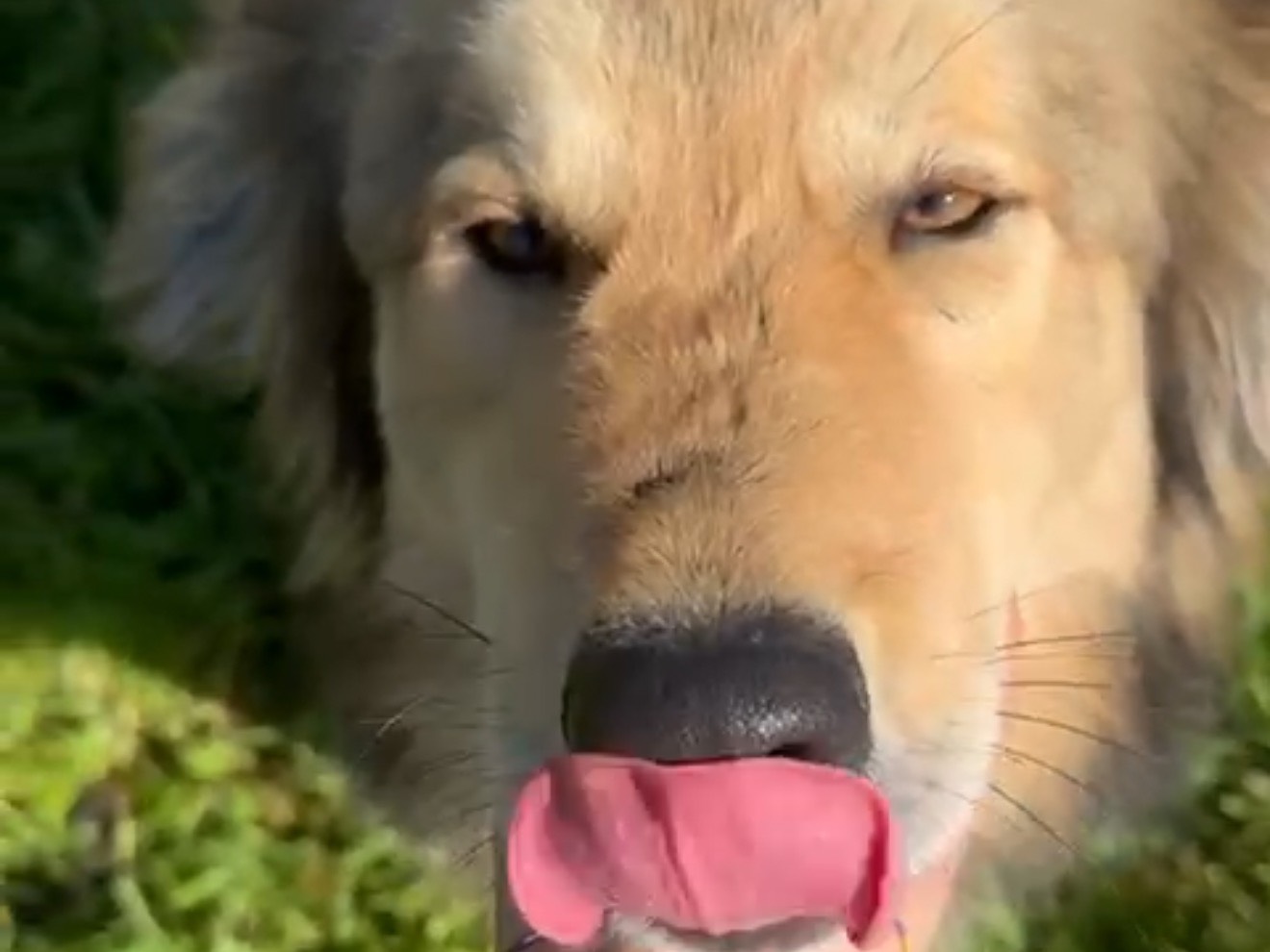 Adotta un cane, maschio, 4 anni e 1 mese, Latina