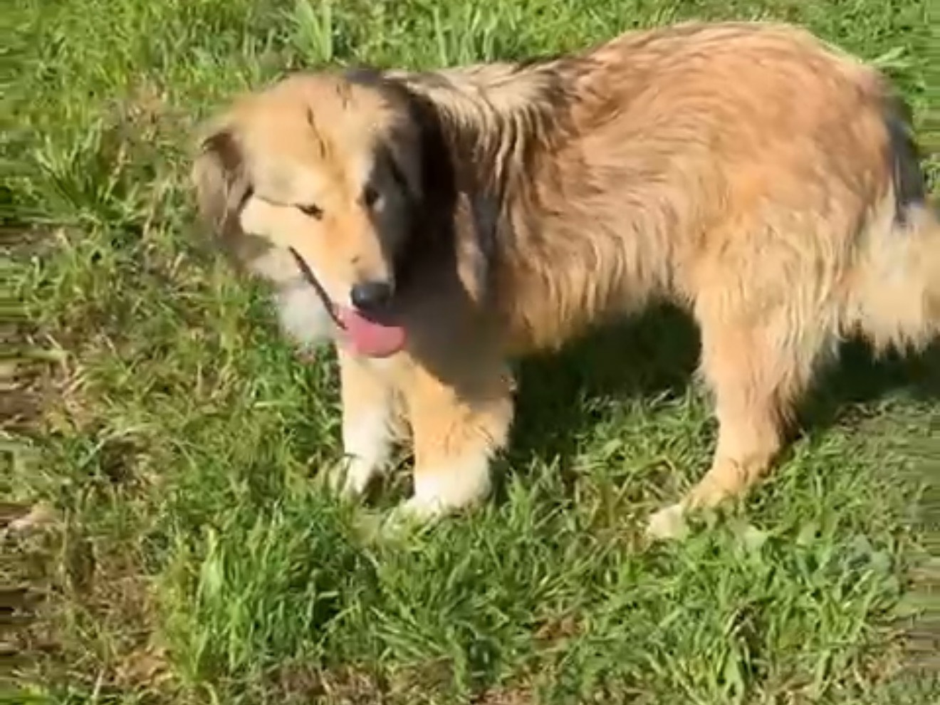 Vuoi adottare un cane a Latina?