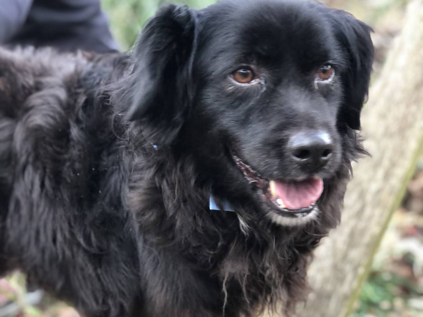 Adozione cane, maschio, Razza sconosciuta Razza sconosciuta, 9 anni e 9 mesi, taglia media contenuta, Latina