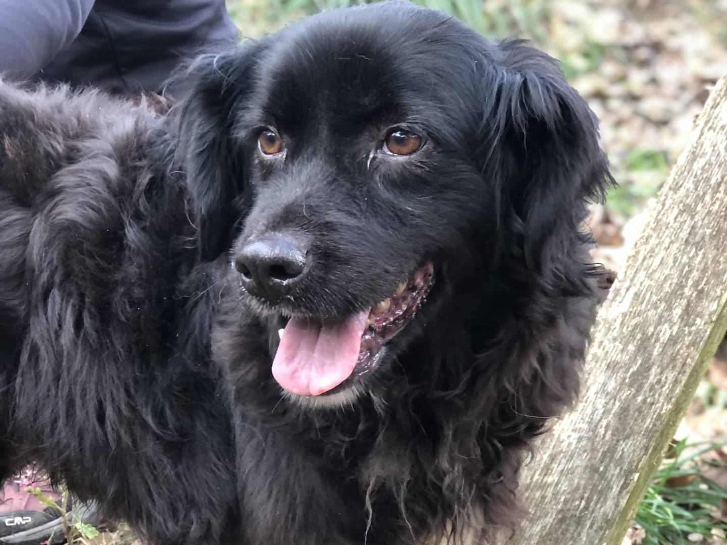 Adotta un cane, maschio, 9 anni e 9 mesi, Latina