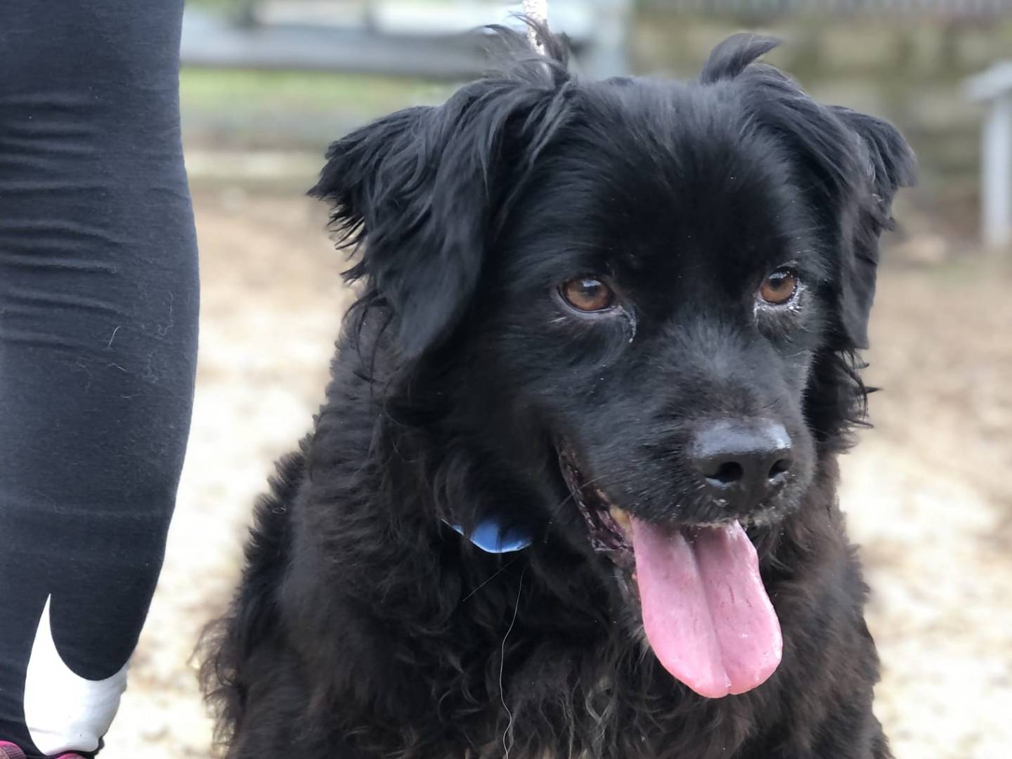 Adotta un cane, taglia media contenuta, maschio, Latina