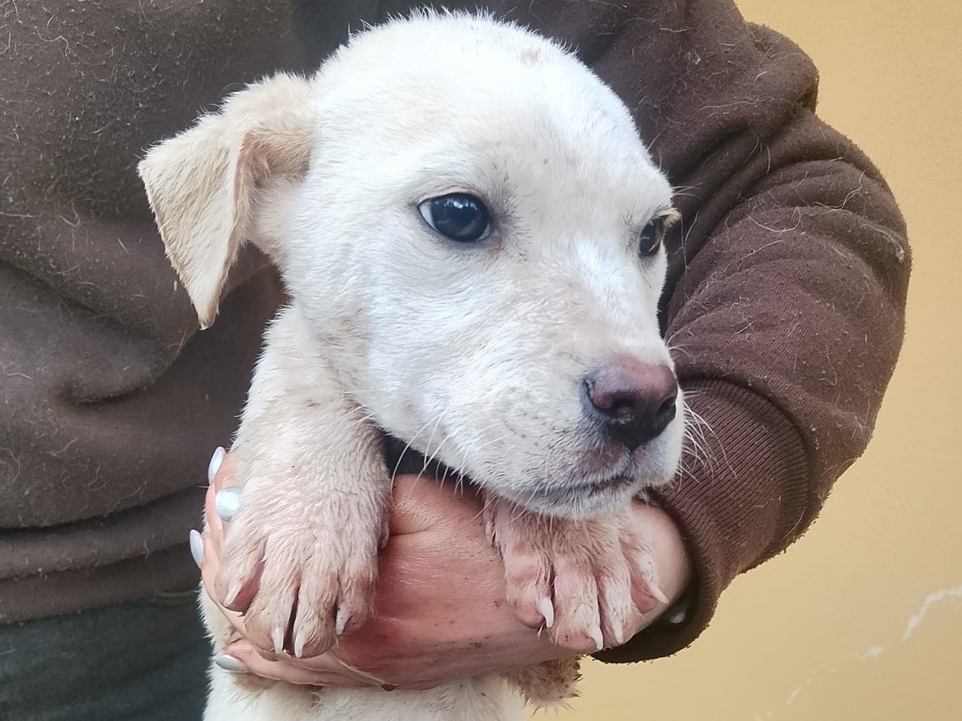 Adozione cane, femmina, Razza sconosciuta Razza sconosciuta, 3 mesi, taglia media, Reggio