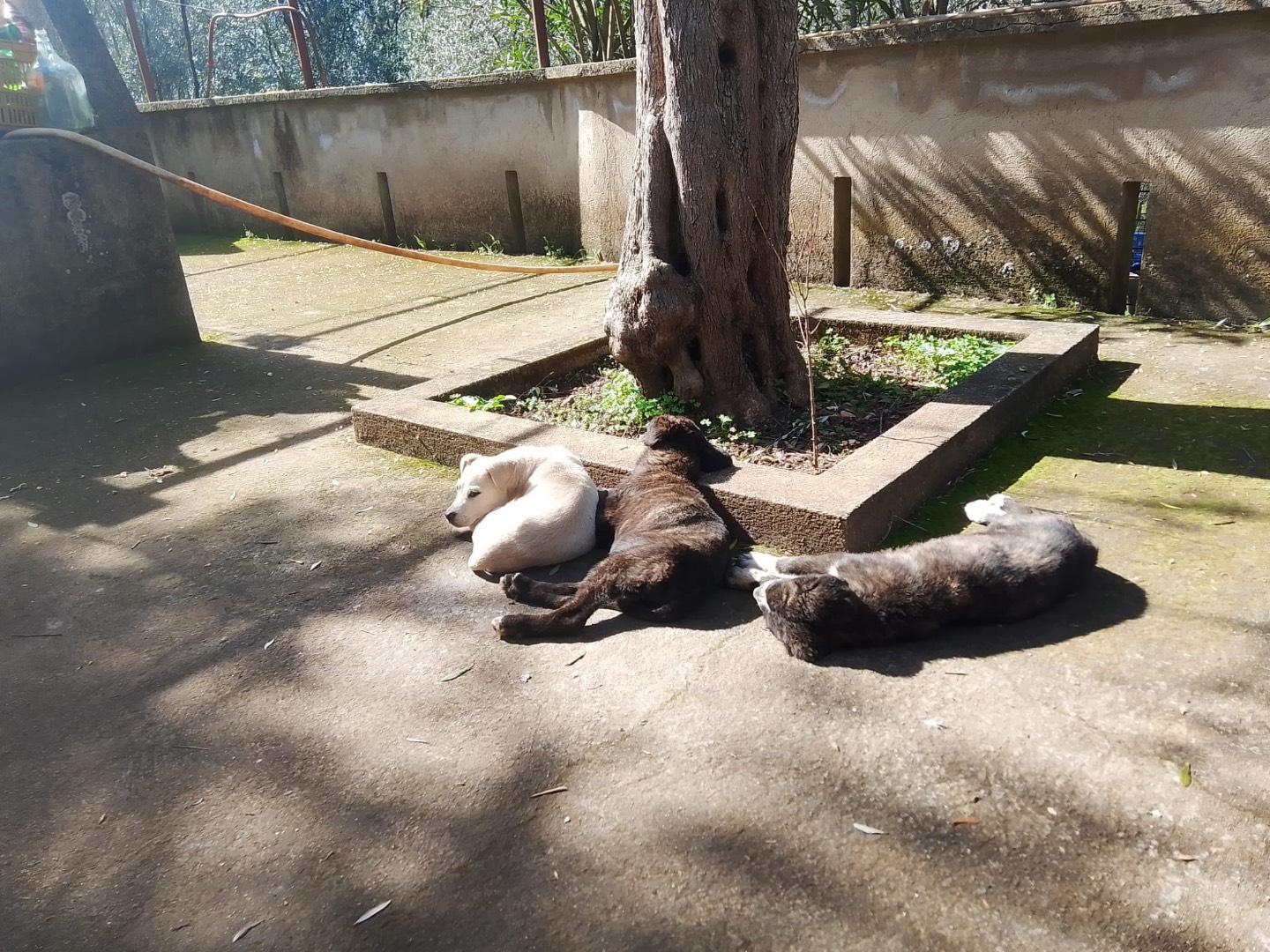 Adotta un cane, femmina, 3 mesi, Reggio