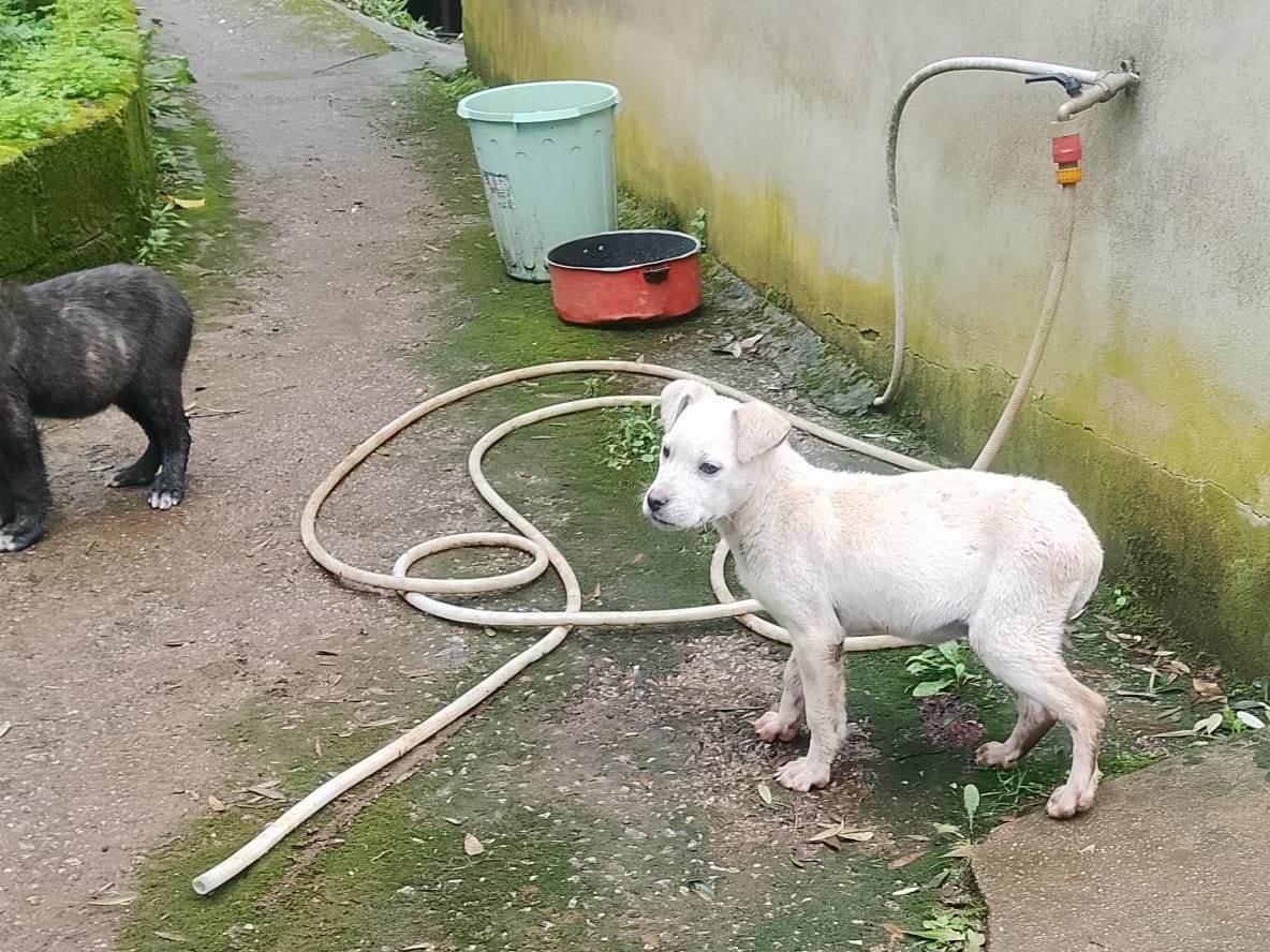 Adotta un cane, taglia media, femmina, Reggio