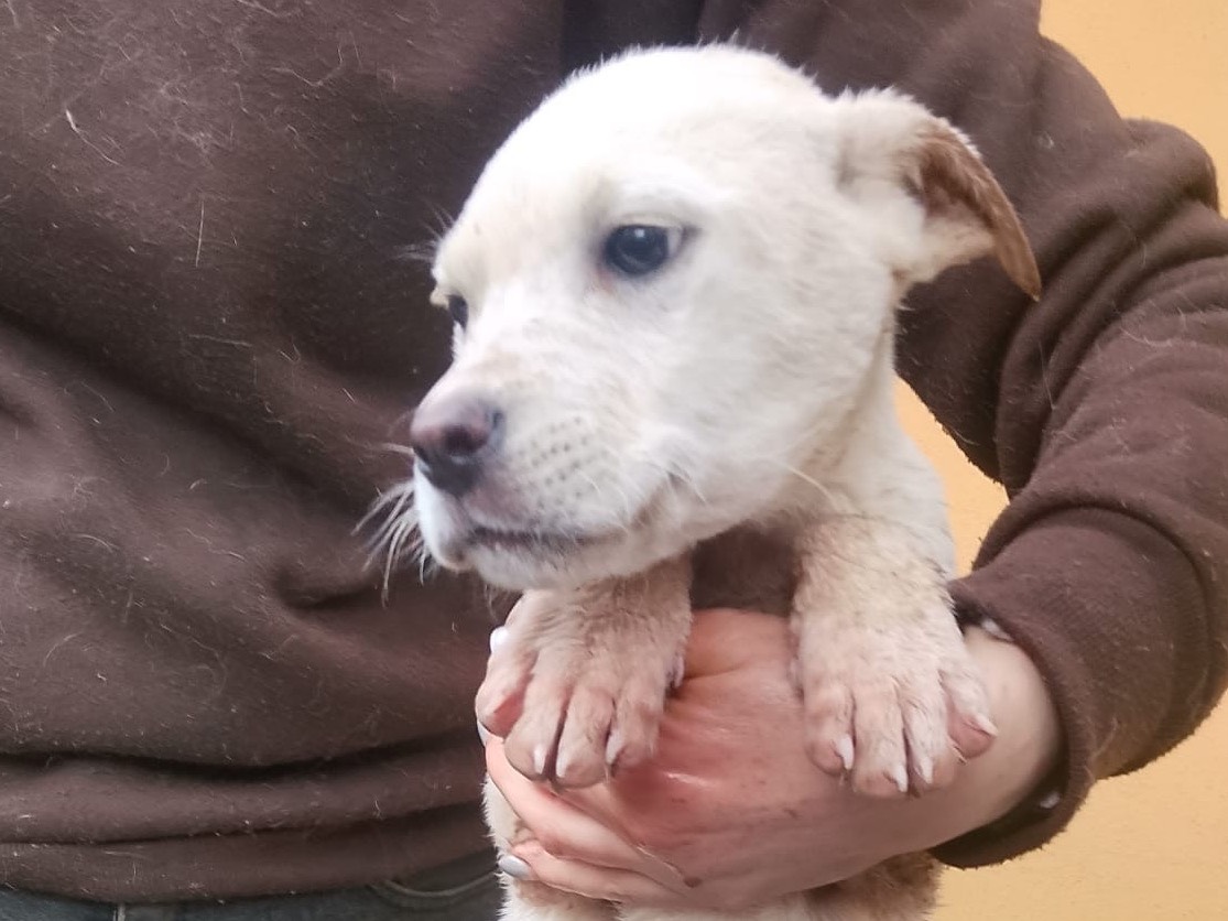 Vuoi adottare un cane a Reggio?