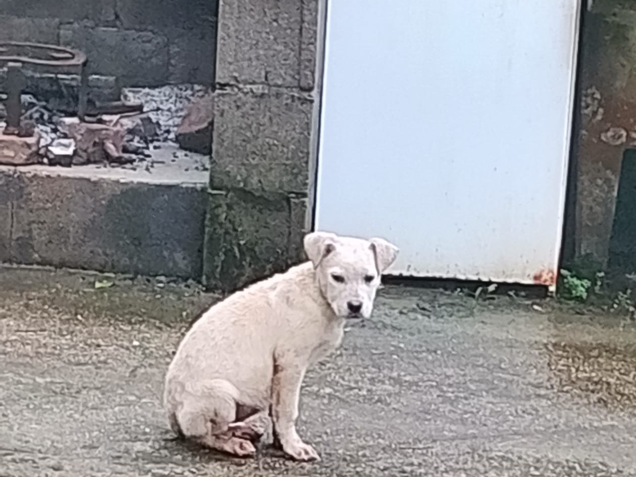 Adotta il cane Flora a Reggio