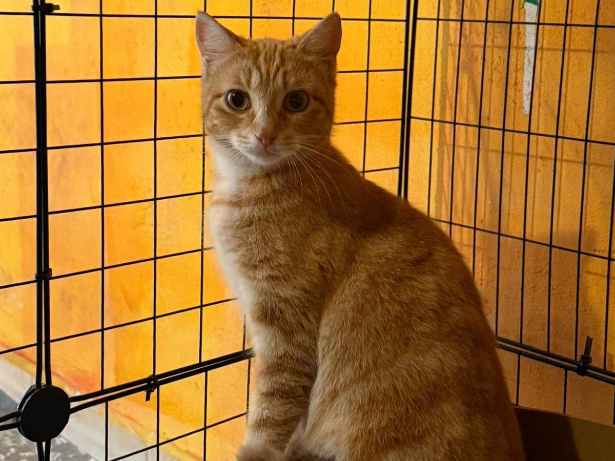 Adozione gatto, femmina, Razza sconosciuta Razza sconosciuta, 6 mesi, taglia non valida, Vibo