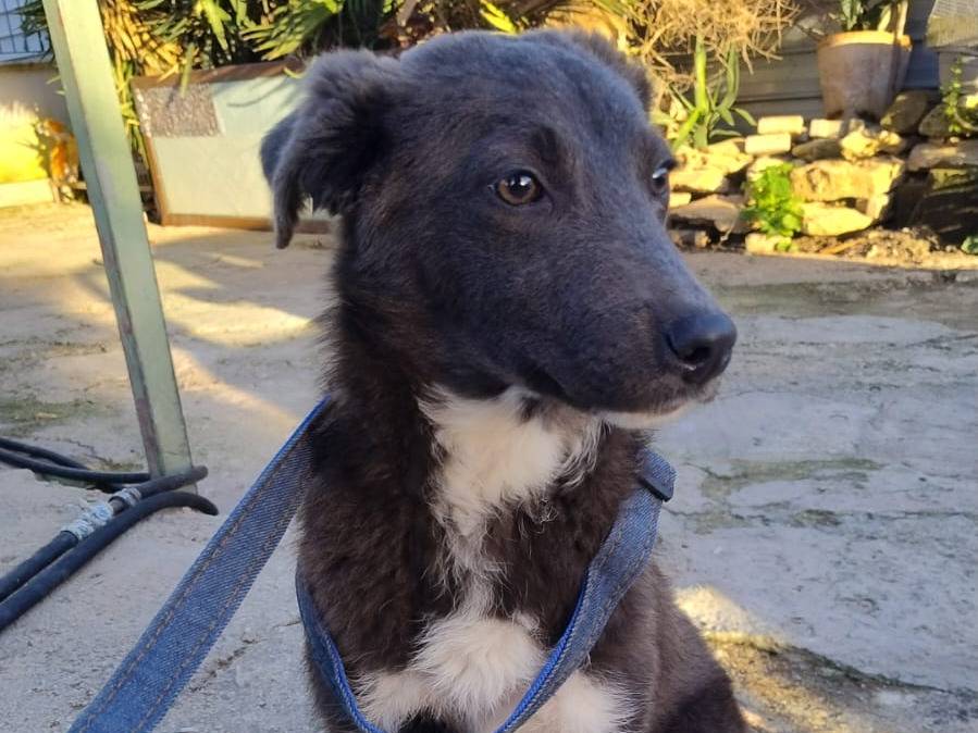 Adozione cane, femmina, Razza sconosciuta Razza sconosciuta, 7 mesi, taglia media contenuta, Agrigento