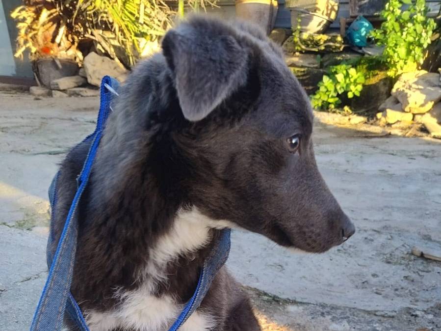 Adotta un cane, femmina, 7 mesi, Agrigento