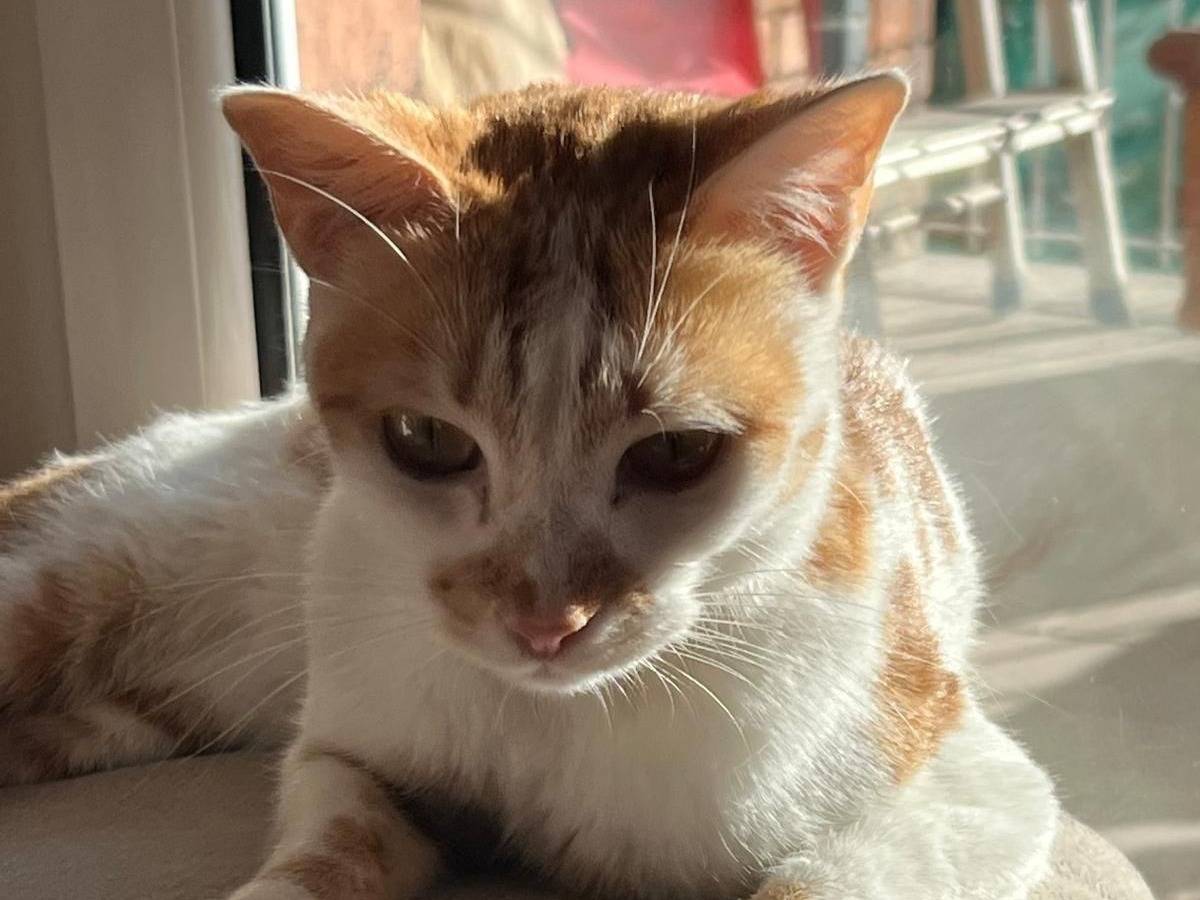 Adotta un gatto, femmina, 1 anno e 8 mesi, Roma