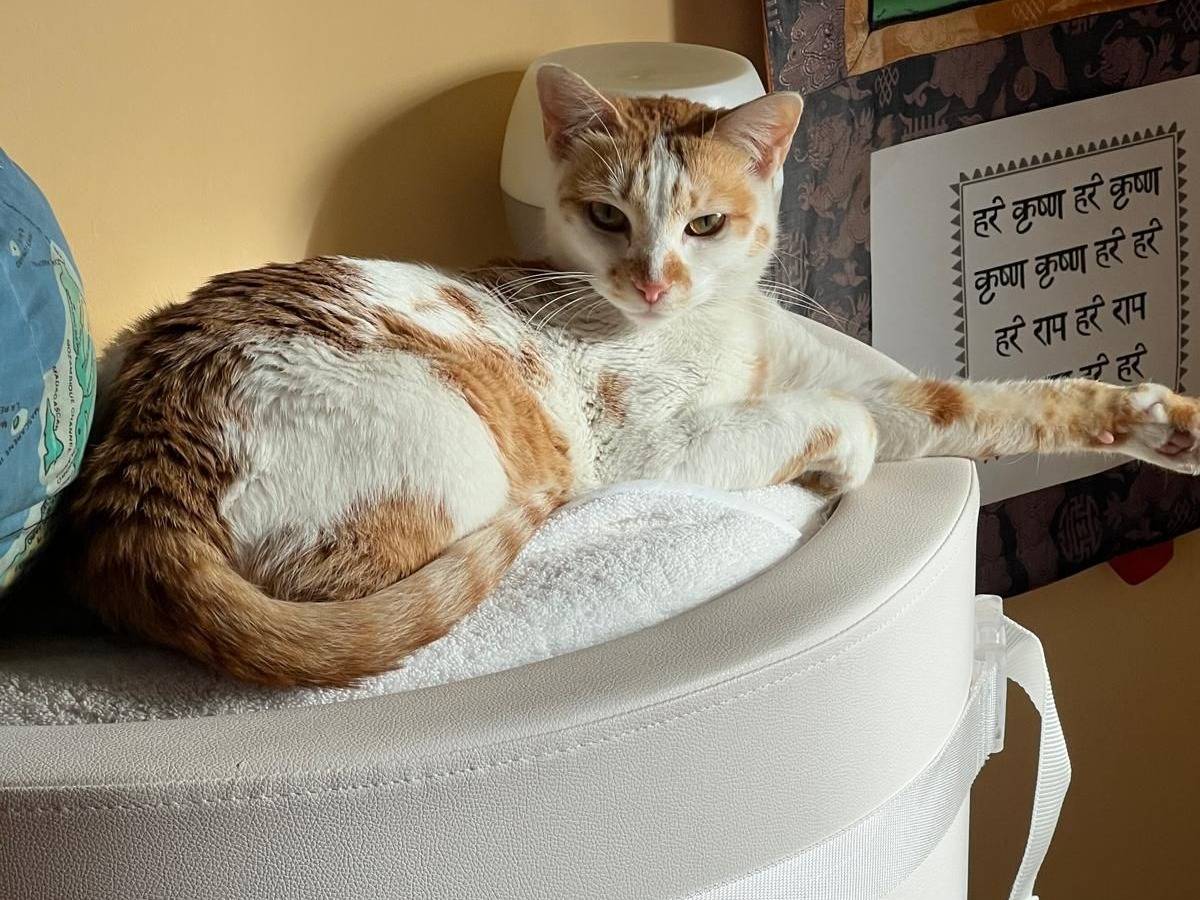 Vuoi adottare un gatto a Roma?