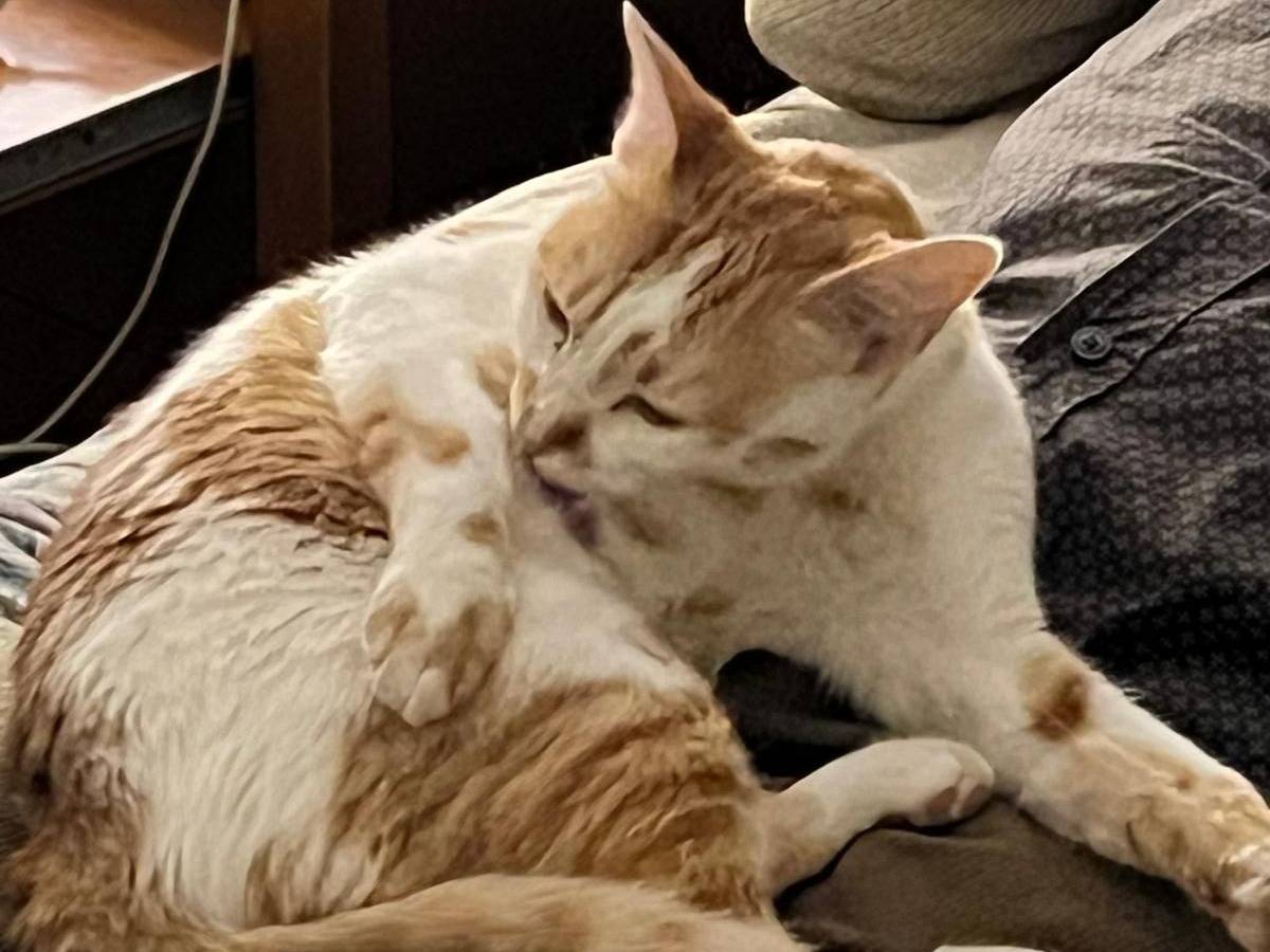 Adotta il gatto Minnie a Roma