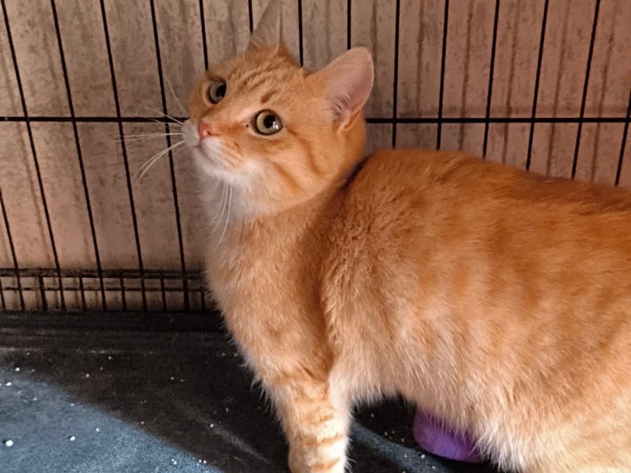 Adotta un gatto, maschio, 4 mesi, Bari