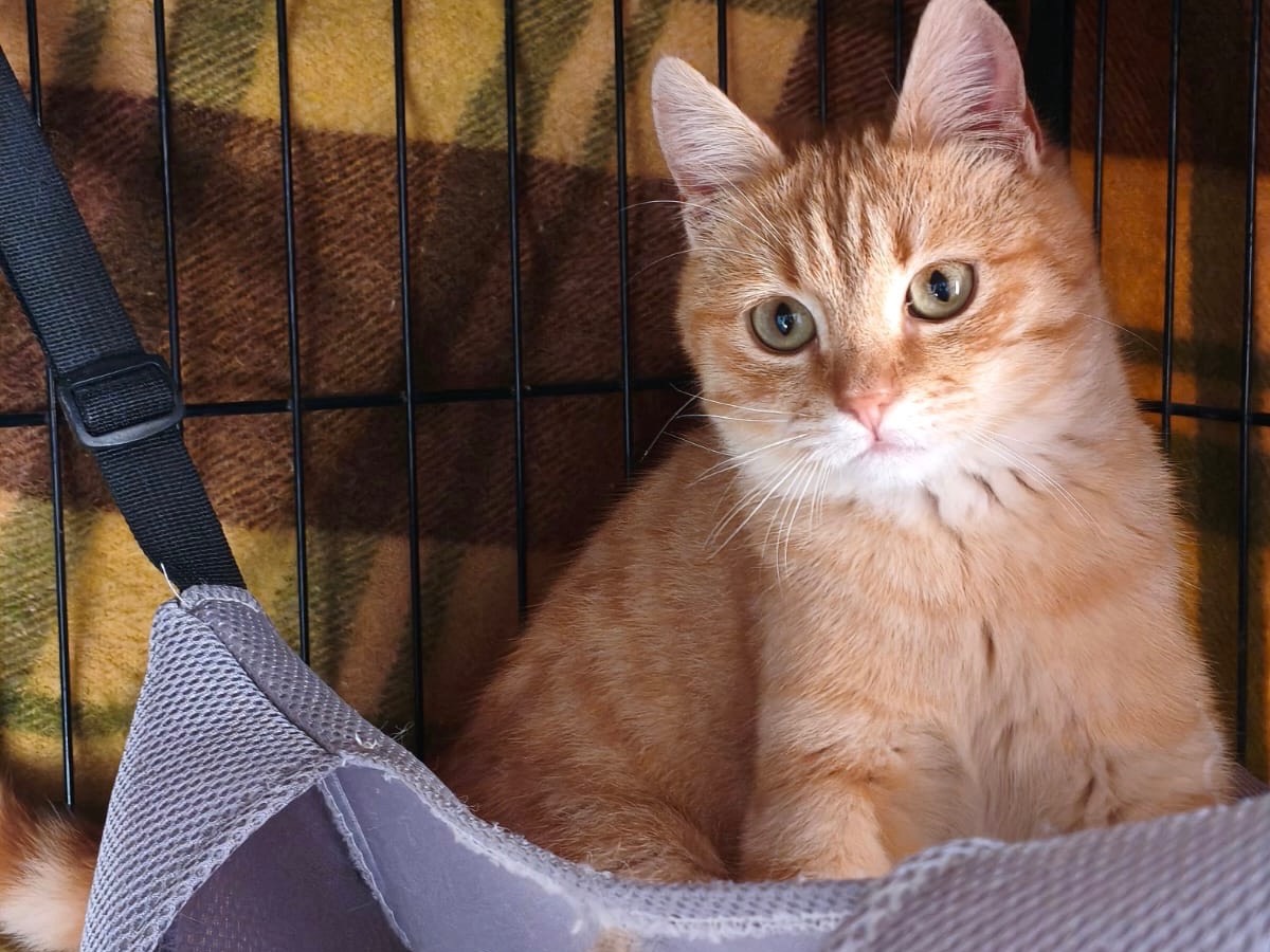 Adotta un gatto, taglia non valida, maschio, Bari