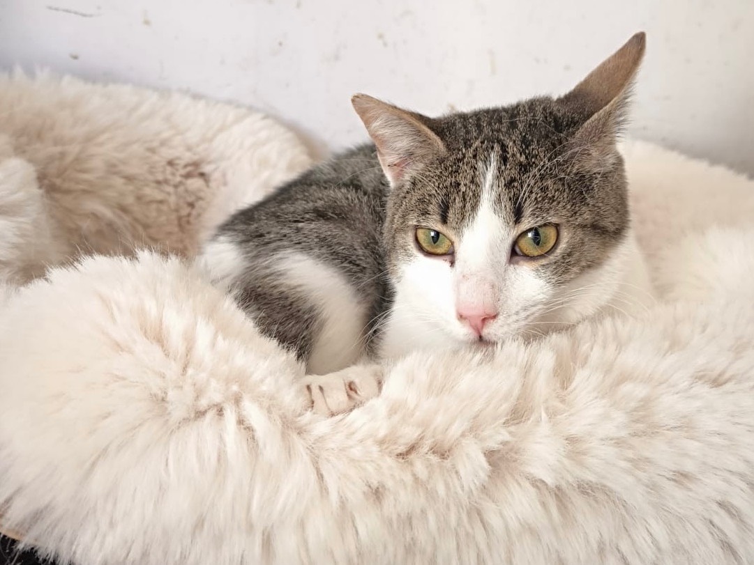 Adozione gatto, maschio, Razza sconosciuta Razza sconosciuta, 1 anno, taglia non valida, Bari