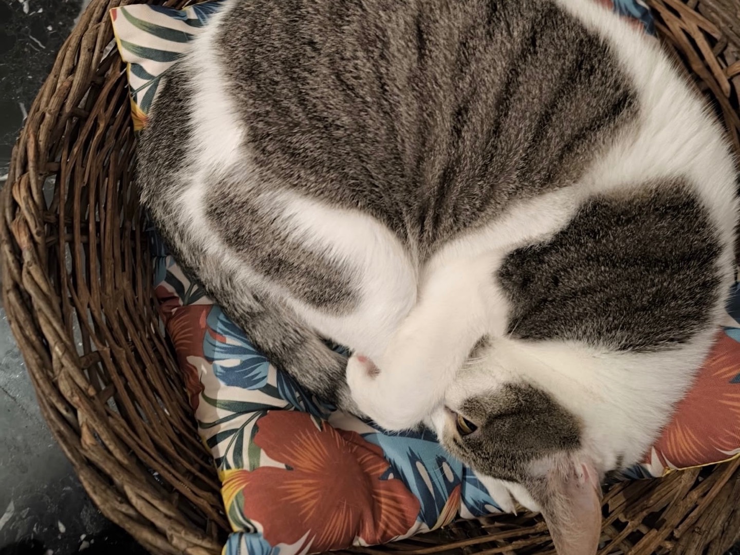 Adotta un gatto, maschio, 1 anno, Bari