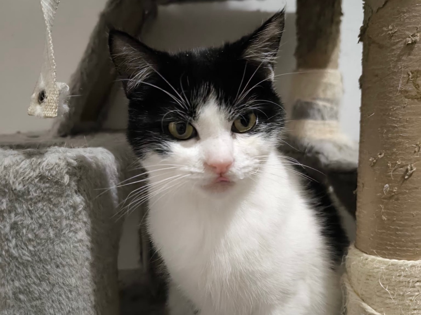 Adozione gatto, maschio, Razza sconosciuta Razza sconosciuta, 7 mesi, taglia non valida, Bari