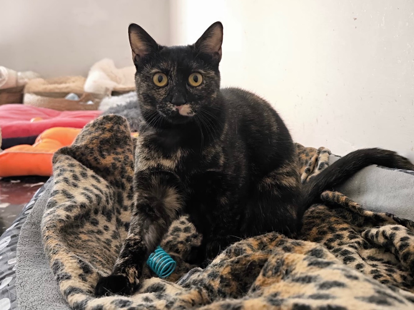 Adozione gatto, femmina, Razza sconosciuta Razza sconosciuta, 9 mesi, taglia non valida, Bari