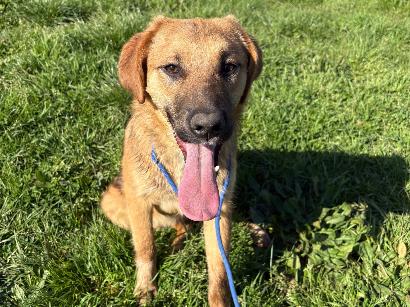 Adotta un cane, maschio, 7 mesi, Frosinone