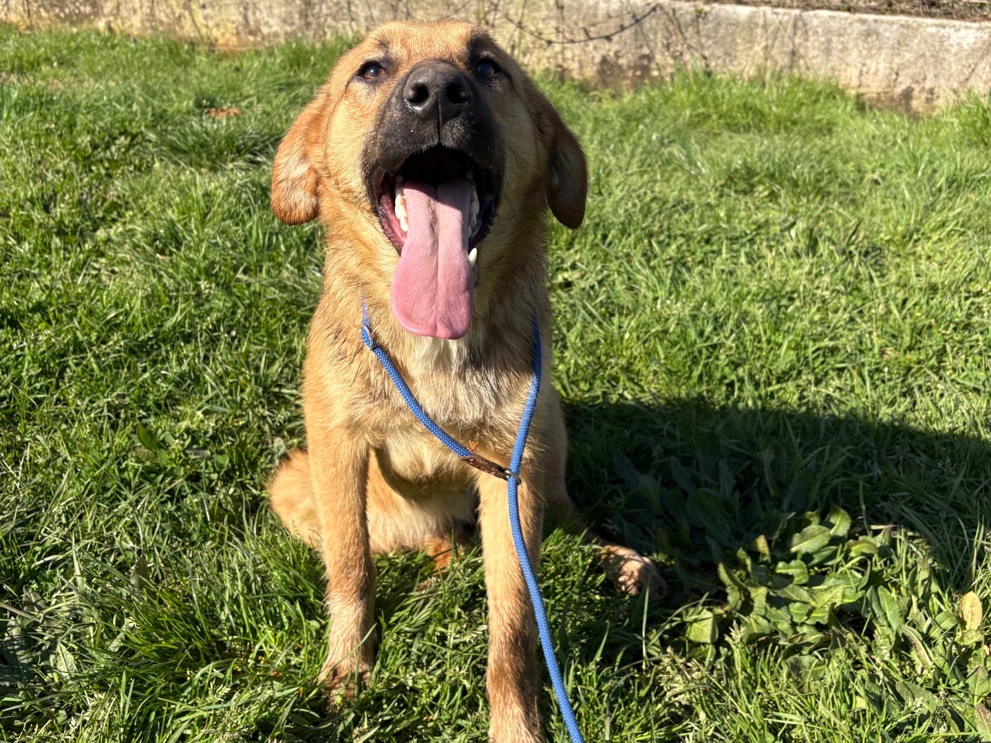Adotta un cane, taglia media, maschio, Frosinone