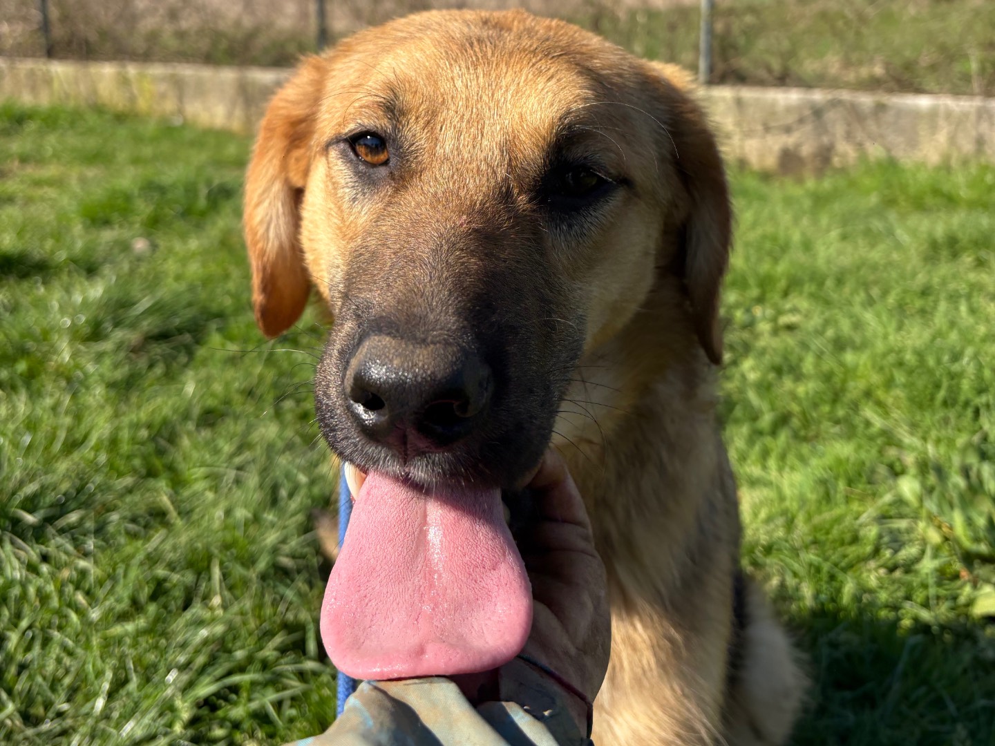 Vuoi adottare un cane a Frosinone?