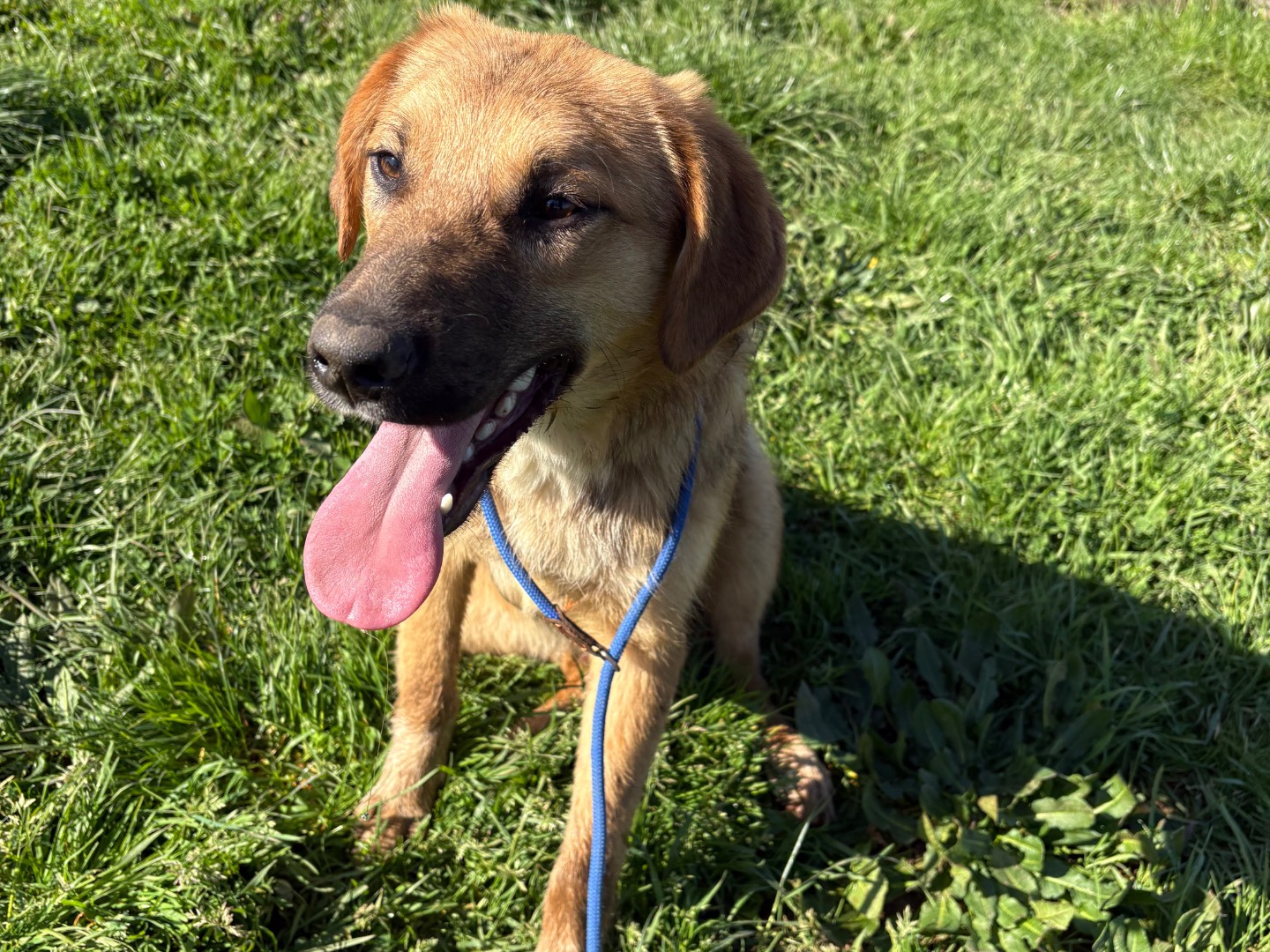 Adotta il cane Mocky a Frosinone