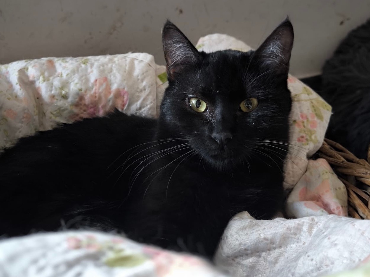 Adozione gatto, femmina, Razza sconosciuta Razza sconosciuta, 10 mesi, taglia non valida, Bari