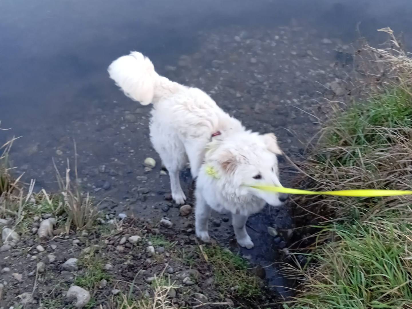 Vuoi adottare un cane a Bergamo?