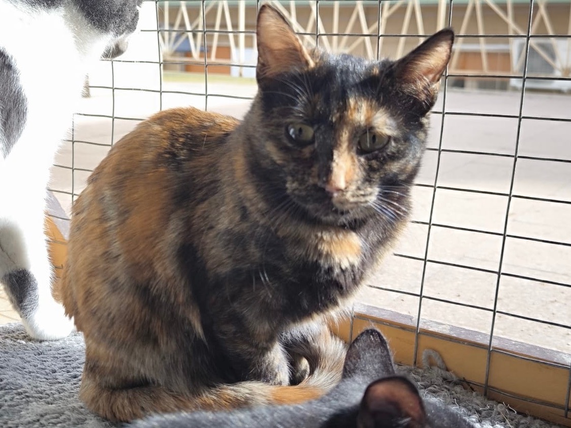 Adozione gatto, femmina, Razza sconosciuta Razza sconosciuta, 10 mesi, taglia non valida, Bari