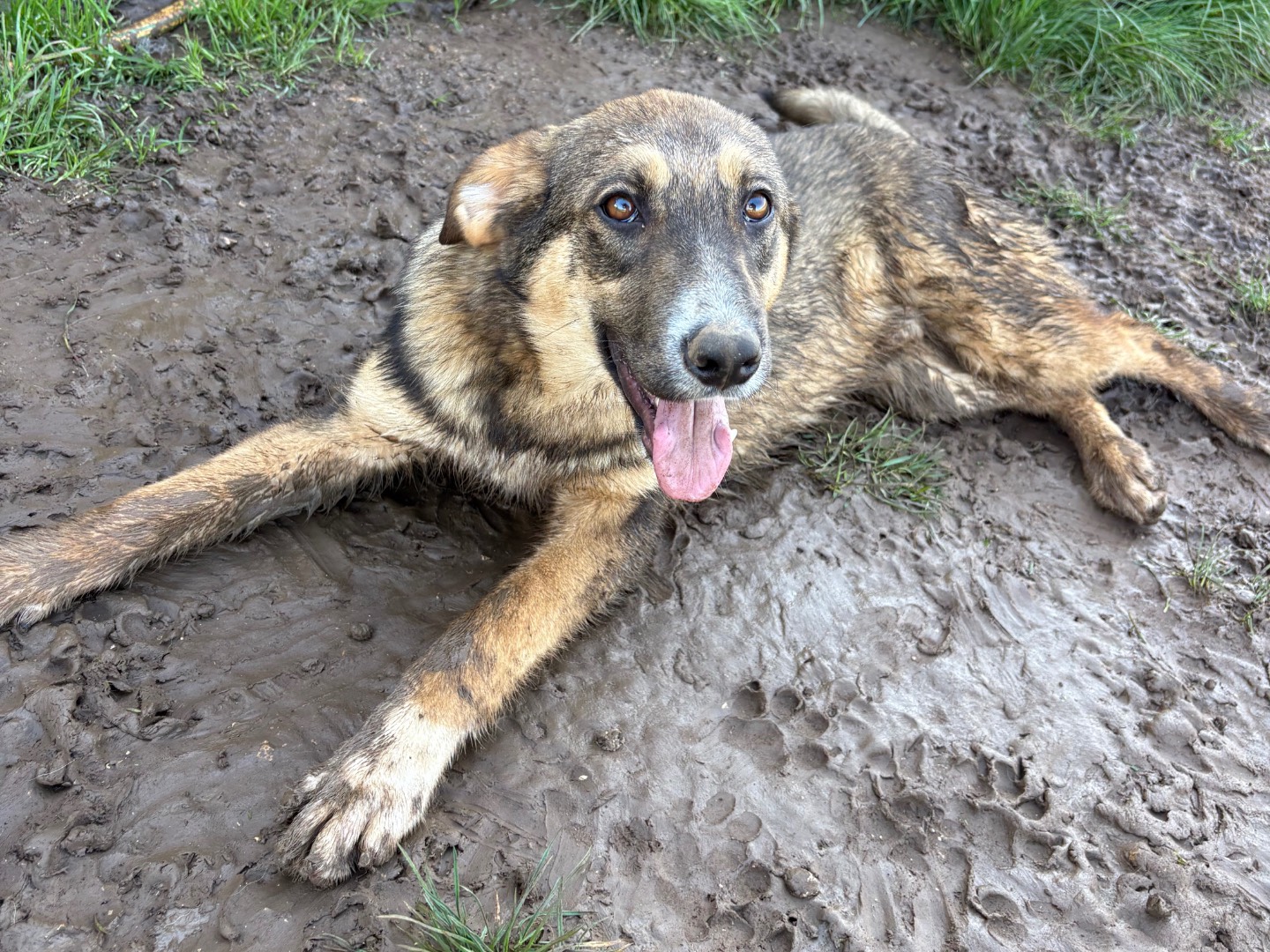 Adozione cane, maschio, Razza sconosciuta Razza sconosciuta, 7 mesi, taglia media, Frosinone