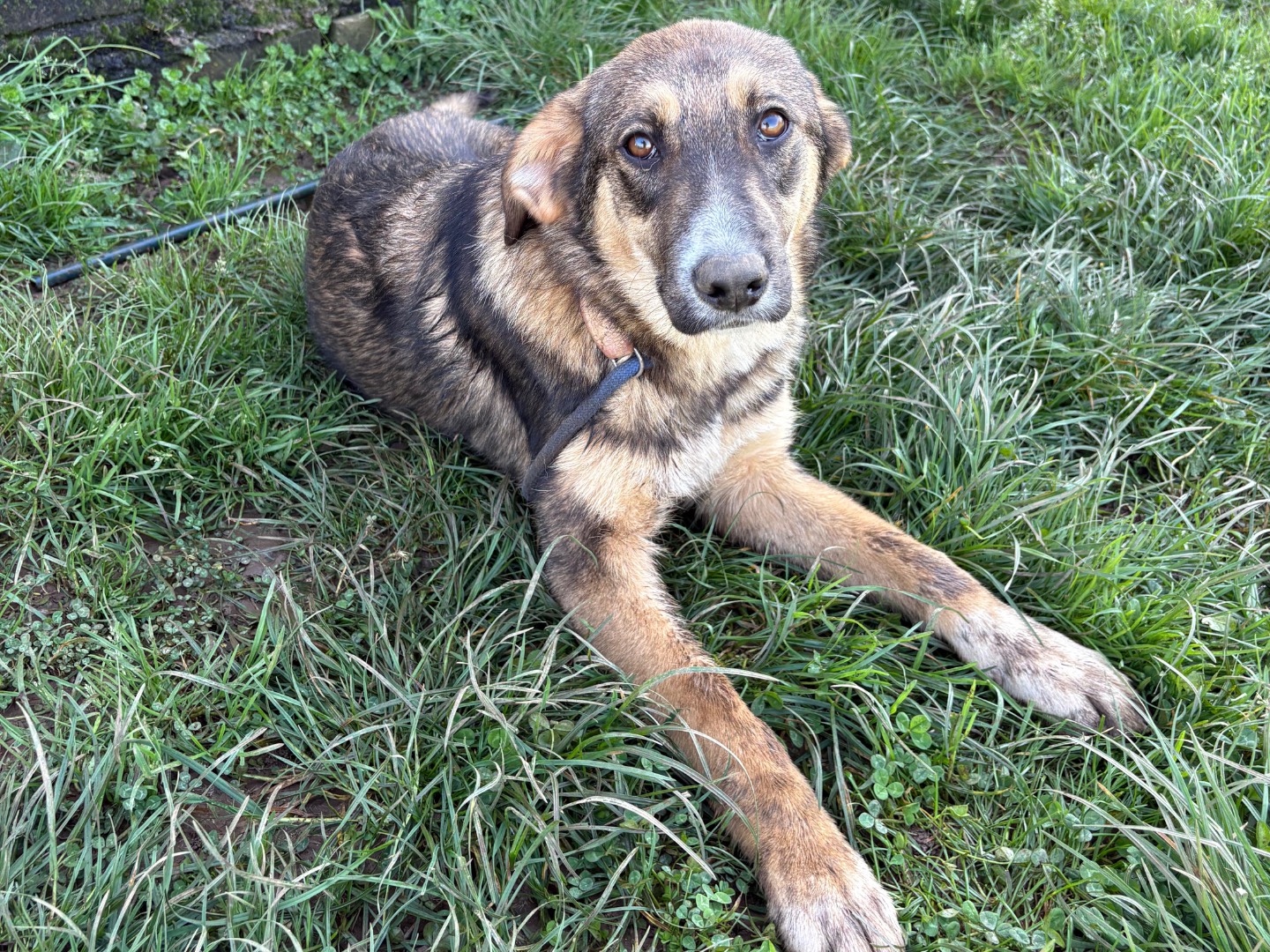 Vuoi adottare un cane a Frosinone?