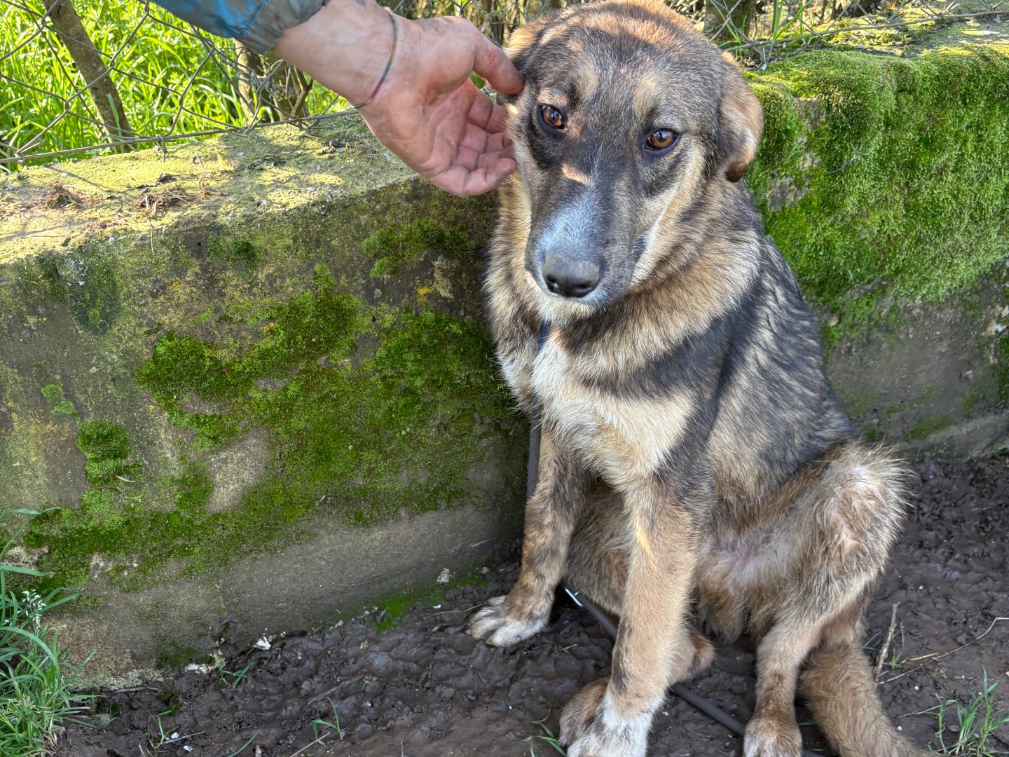 Adotta il cane Johnny a Frosinone
