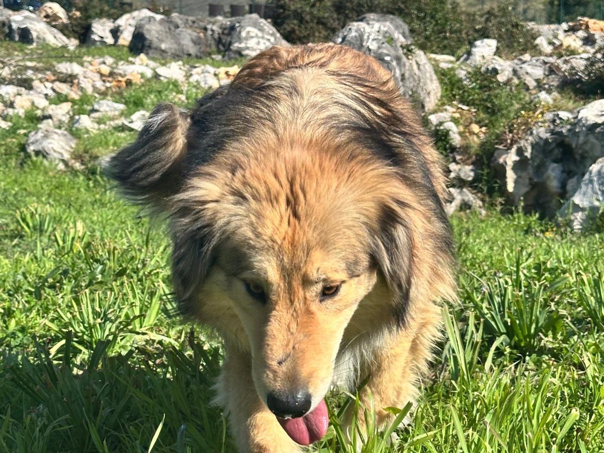 Adotta un cane, maschio, 4 anni e 1 mese, Latina