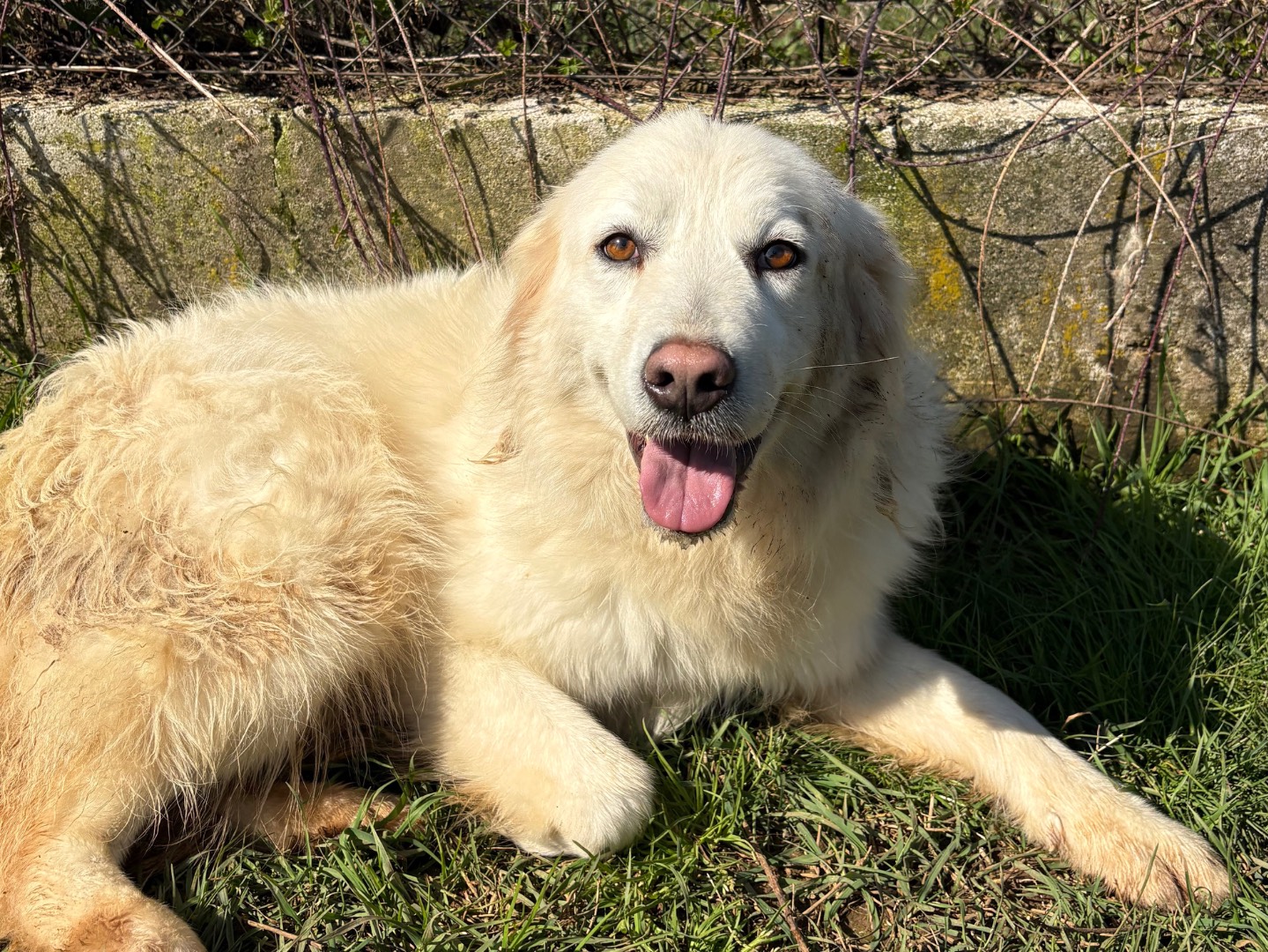 Adozione cane, femmina, Pastore maremmano Razza sconosciuta, 2 anni e 7 mesi, taglia media contenuta, Frosinone
