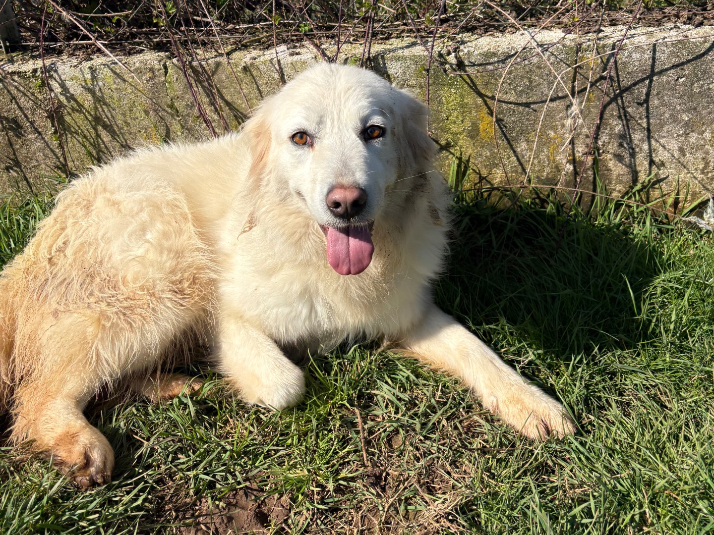 Adotta un cane, taglia media contenuta, femmina, Frosinone
