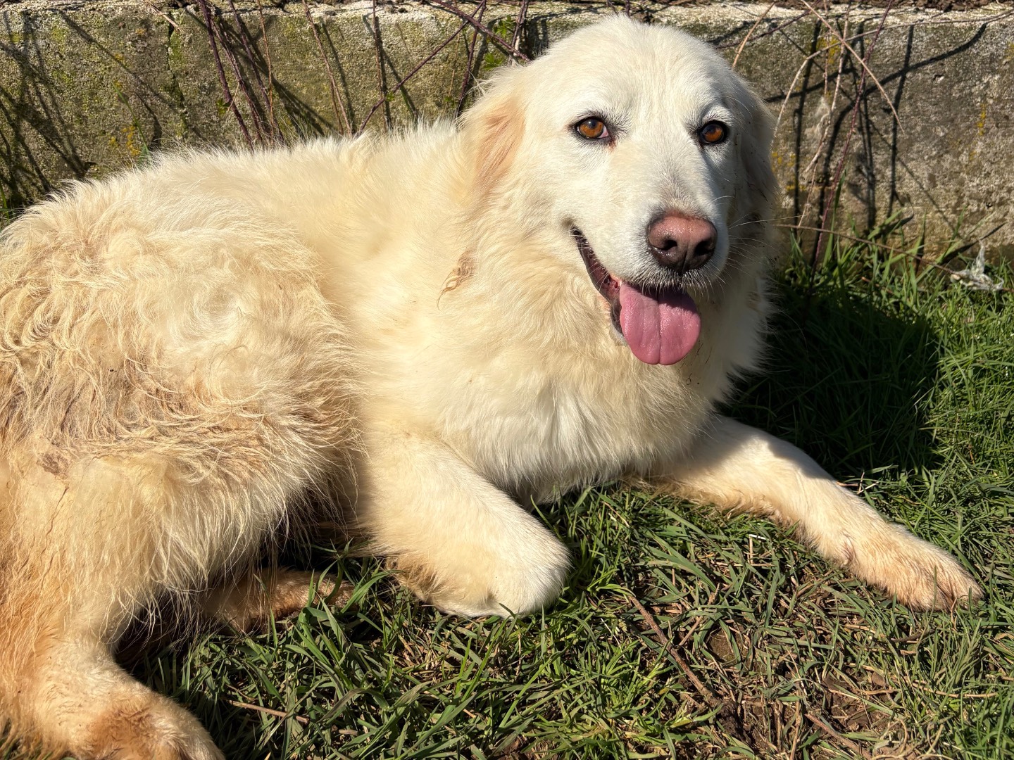 Adotta il cane Agnese a Frosinone