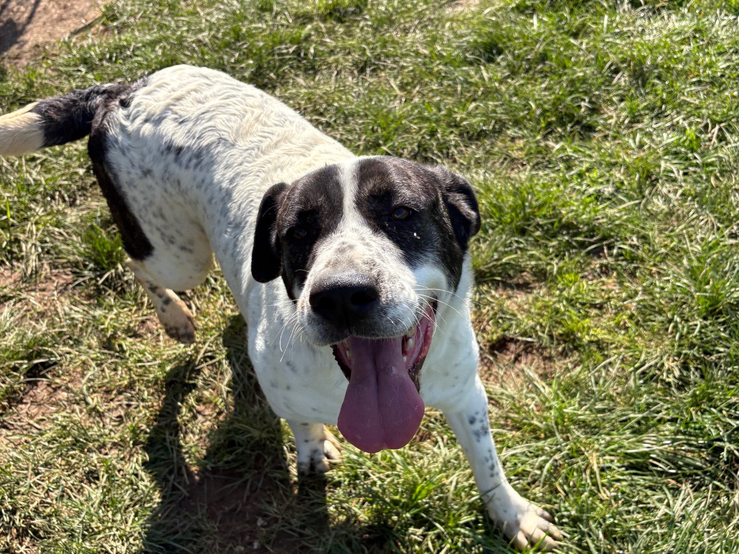 Adotta un cane, femmina, 1 anno e 7 mesi, Frosinone