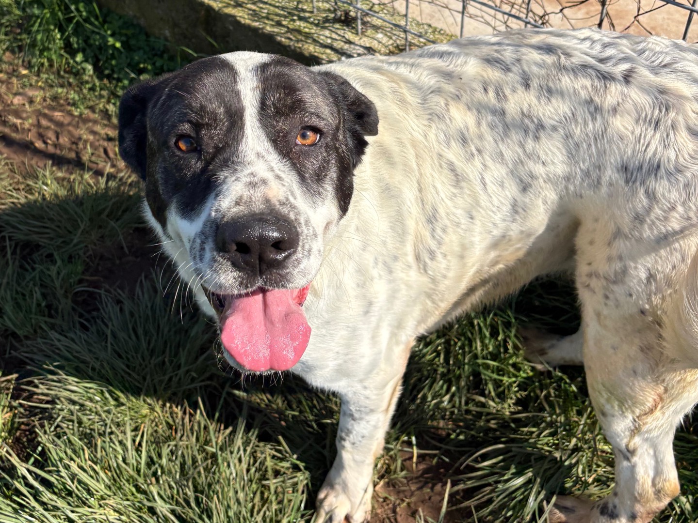 Vuoi adottare un cane a Frosinone?