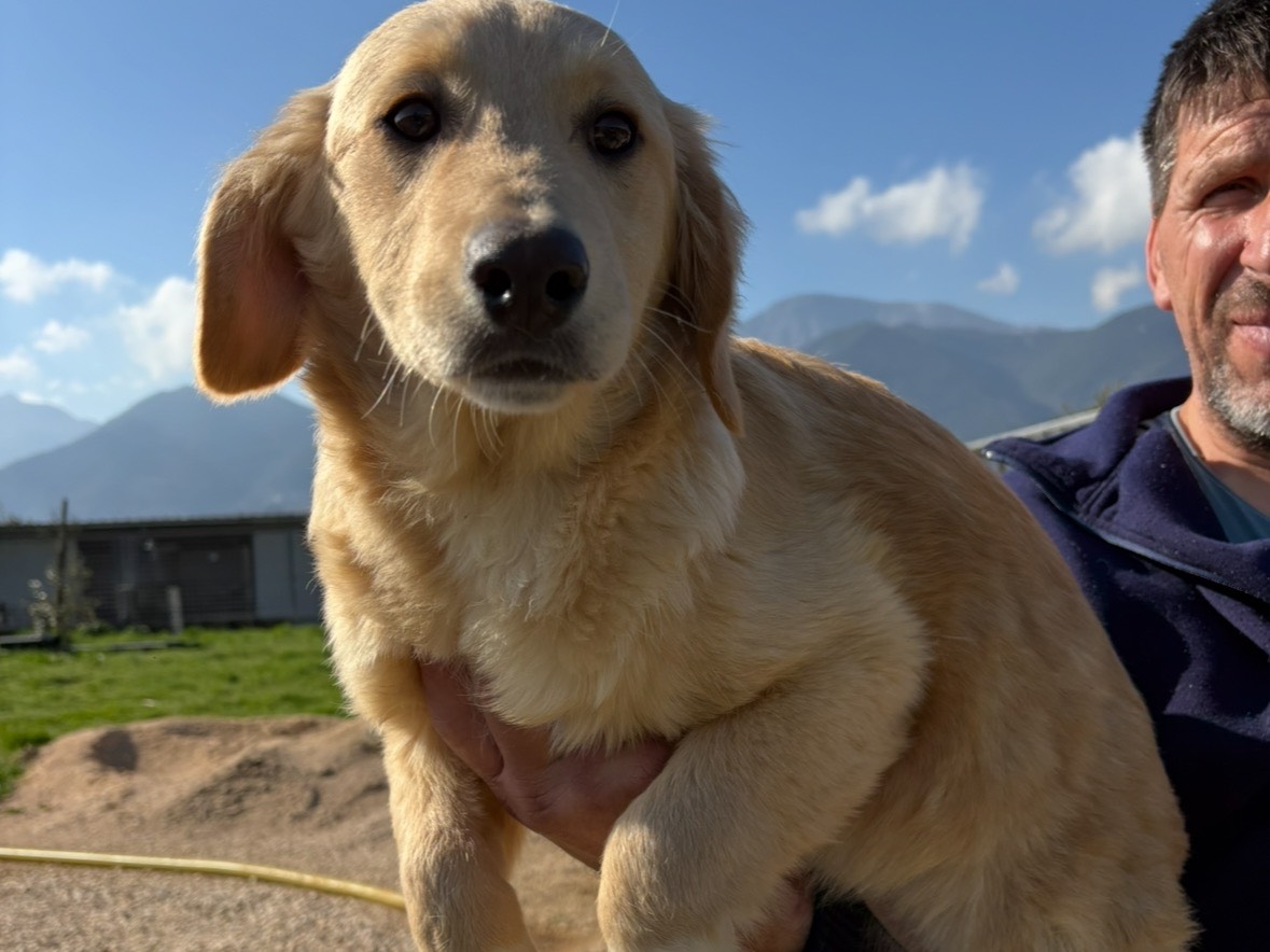 Adozione cane, maschio, Razza sconosciuta Razza sconosciuta, 3 mesi, taglia media contenuta, Frosinone