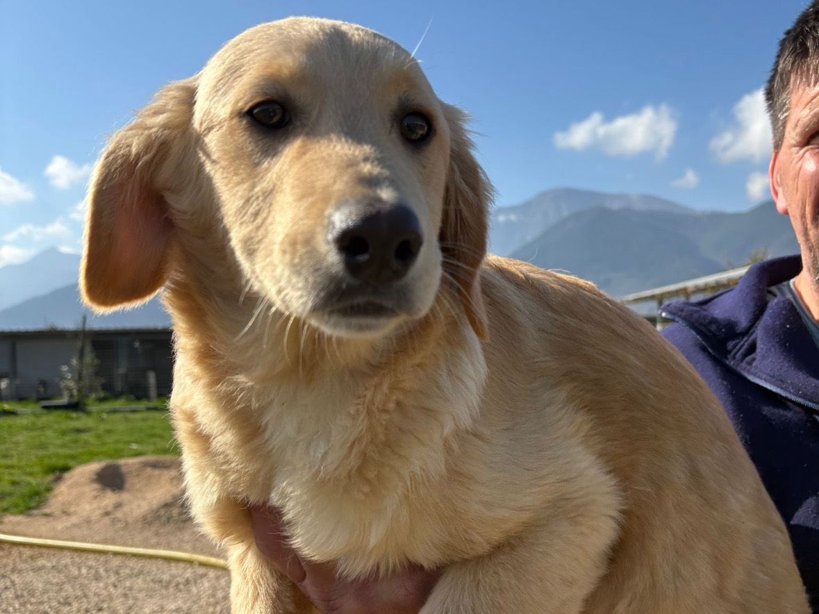Adotta un cane, maschio, 3 mesi, Frosinone