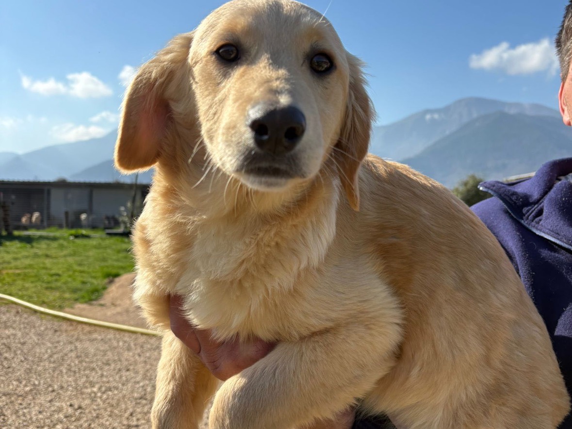 Adotta un cane, taglia media contenuta, maschio, Frosinone
