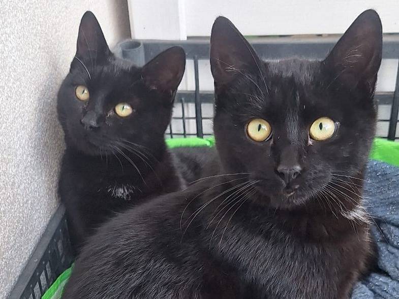 Adozione gatto, maschio, Razza sconosciuta Razza sconosciuta, 7 mesi, taglia non valida, Bari