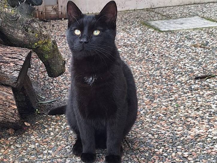 Adotta un gatto, maschio, 7 mesi, Bari