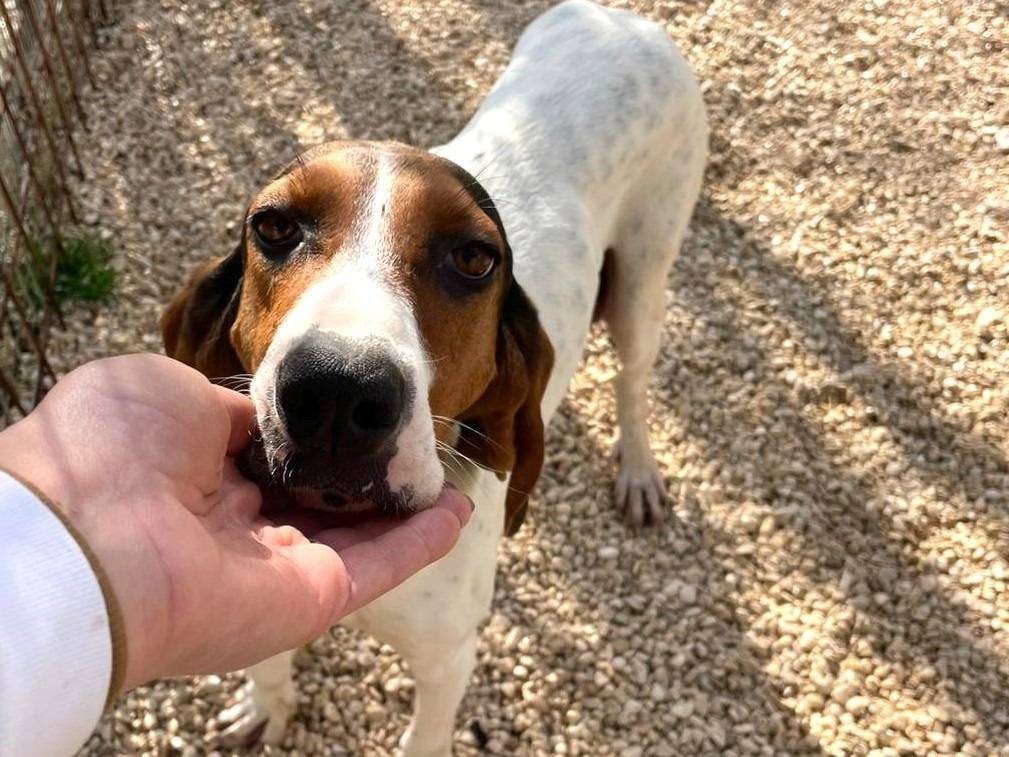Adozione cane, femmina, Segugio Razza sconosciuta, 1 anno e 1 mese, taglia media, Frosinone