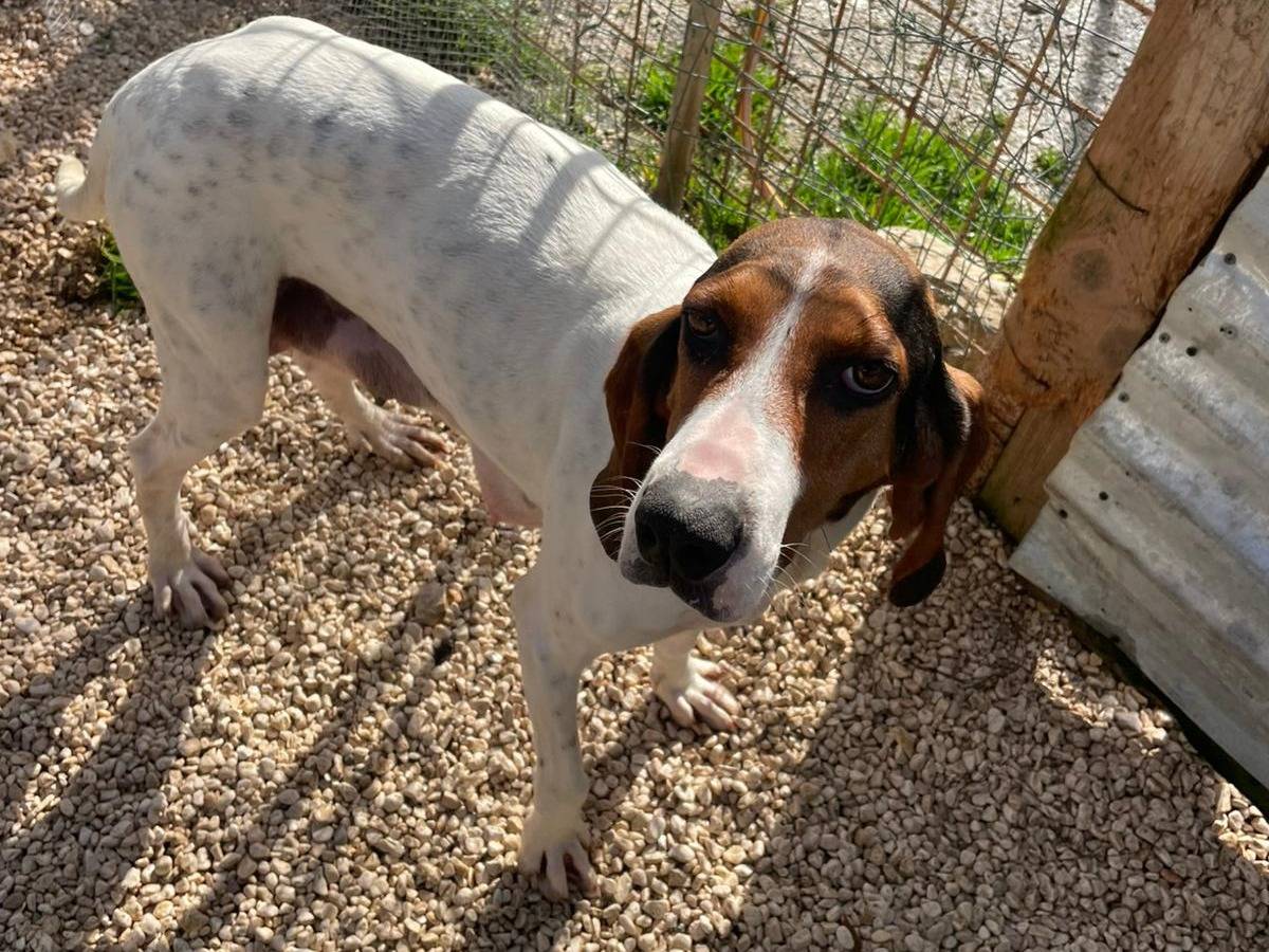 Adotta un cane, femmina, 1 anno e 1 mese, Frosinone