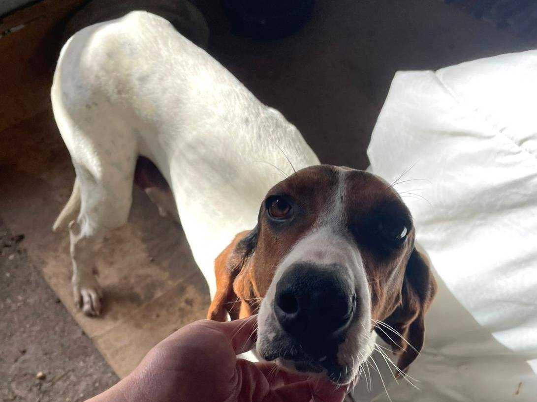 Adotta un cane, taglia media, femmina, Frosinone