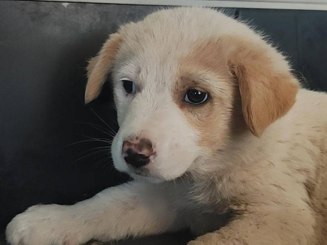 Adozione cane, maschio, Golden Retriever Razza sconosciuta, 1 mesi, taglia media, Trapani